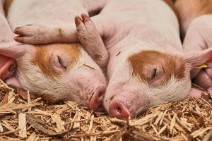 How to Sleep When Someone is Snoring